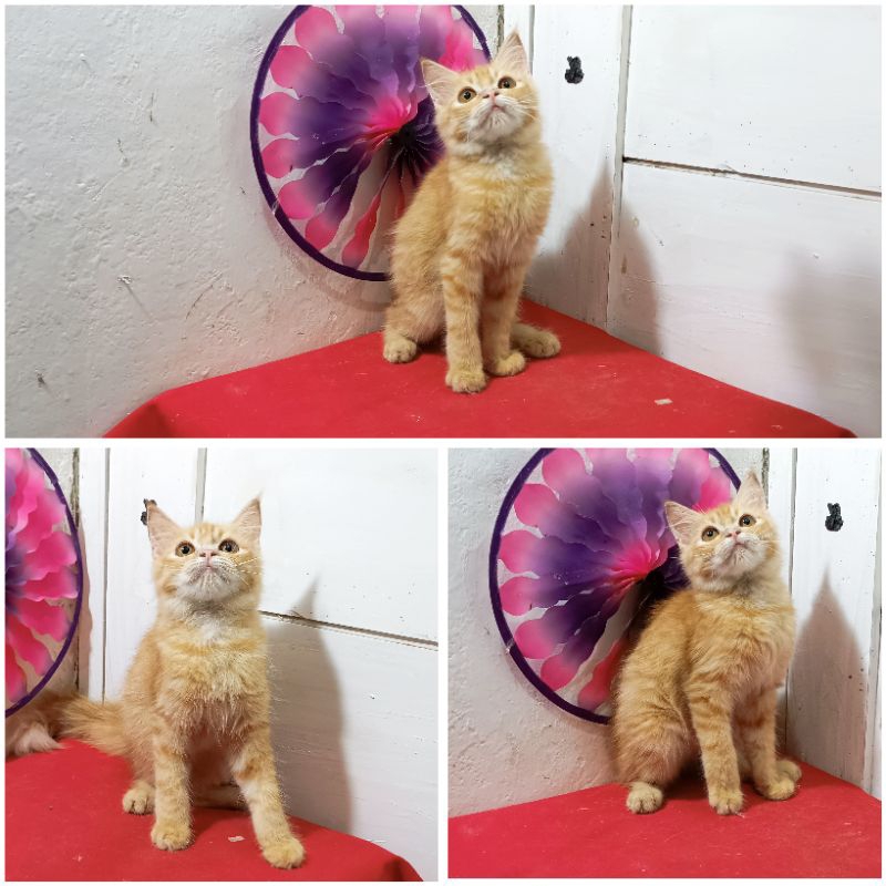 Kucing Persia Mainecoon Red Tabby |Free Ongkir + Kranjang