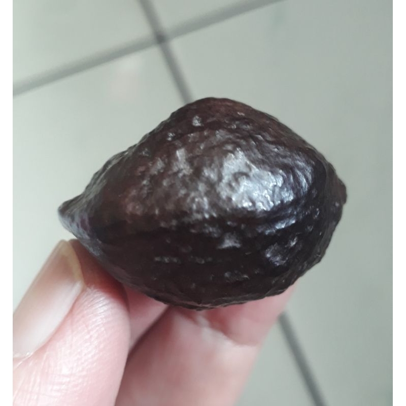 Kemiri Adu Muncang Adu Yanti Thanos Rajabatok  Ori Urgen Matang