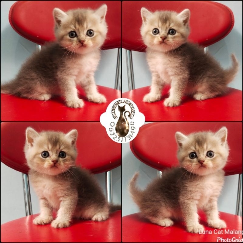 kucing british shorthair (BSH)