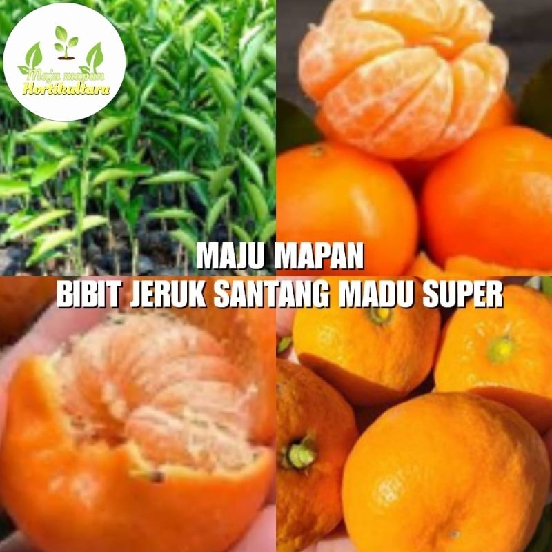 BIBIT JERUK SANTANG MADU (SUPER)