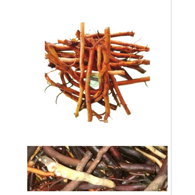 

akar pohon kelapa segar termurah