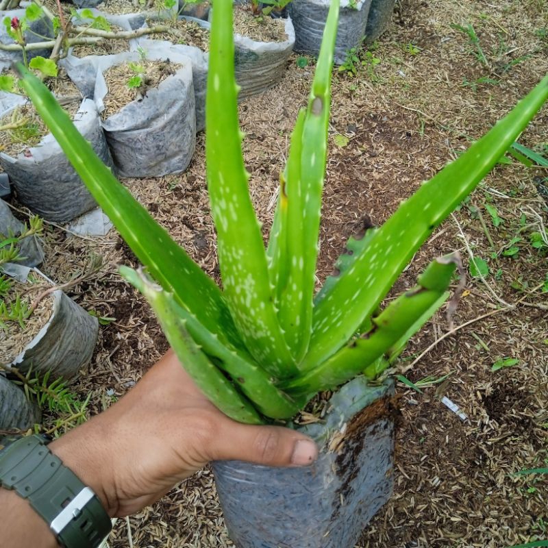 Tanaman lidah buaya bibit tanaman lidah buaya