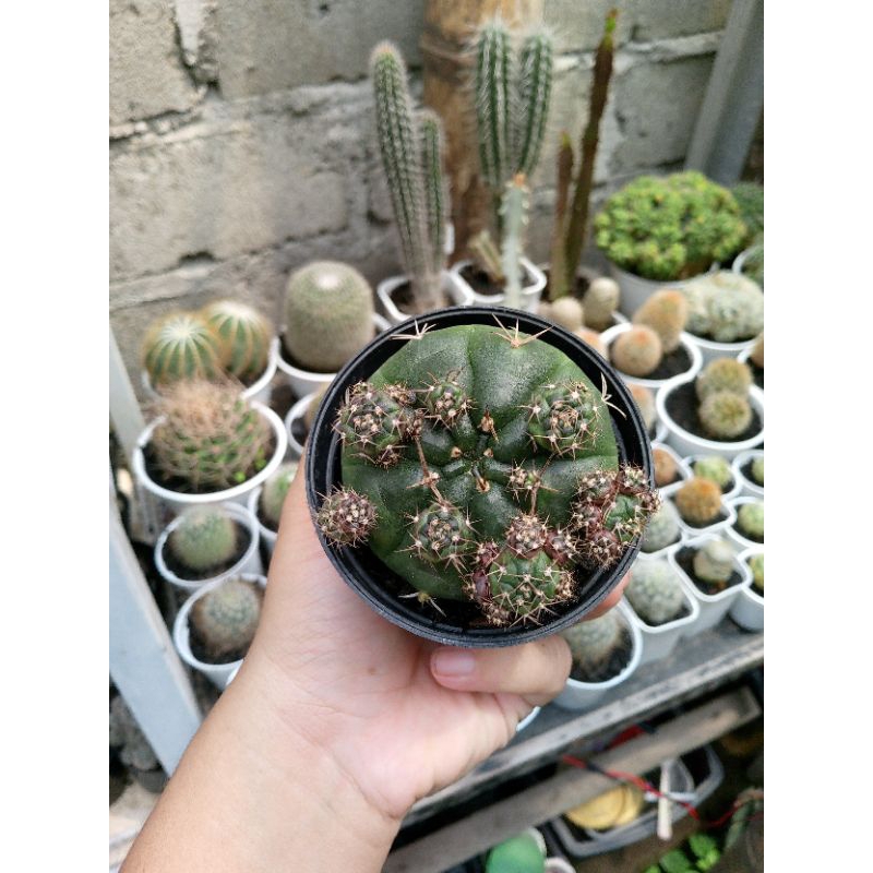 Kaktus Gymno Purple Ungu