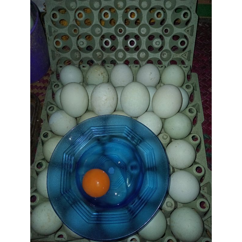 

Telur bebek fresh berkat orang tua