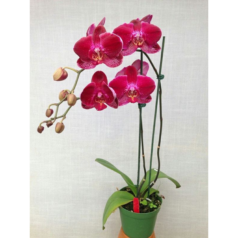 Anggrek dendrobium Pseudoconatum.(Besi Sulawesi)dewasa