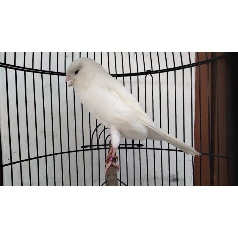 Yorkshire import betina siapan