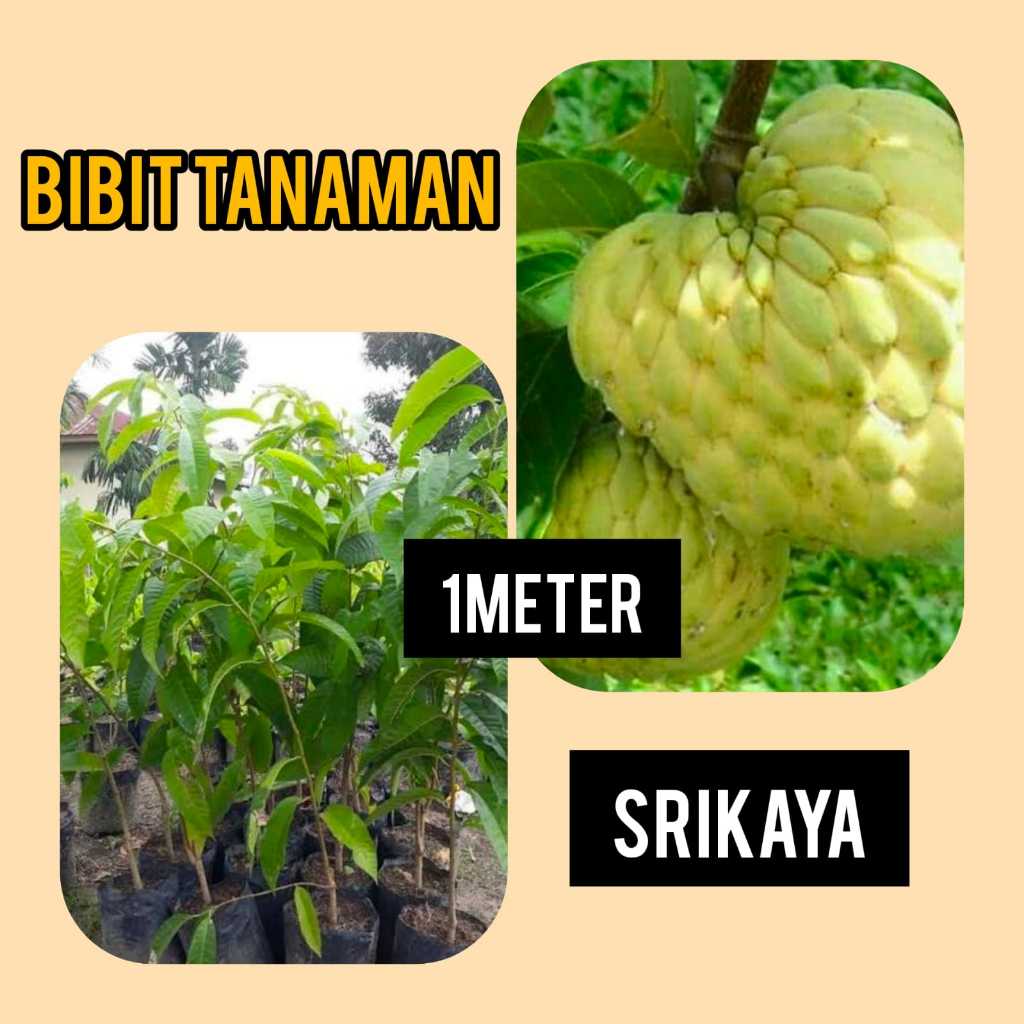 Bibit Buah Srikaya Lokal 1 meter