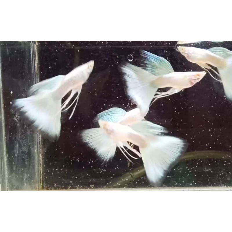 Ikan Guppy Sepasang Albino Full Platinum Remaja Hiasan aquarium