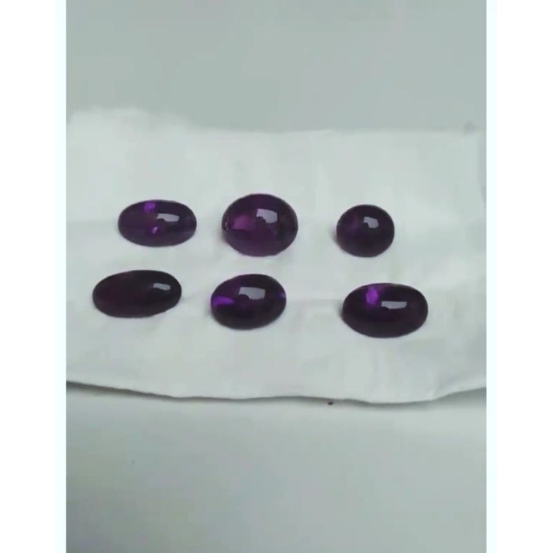 KECUBUNG KALIMANTAN KECUBUNG UNGU KALIMANTAN