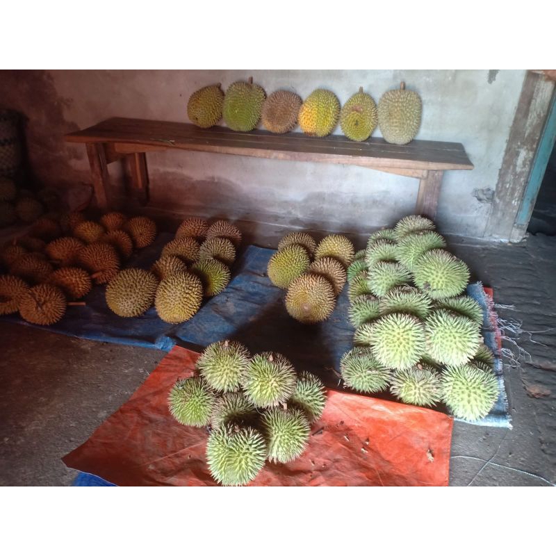 

duren hutan/duren lai
