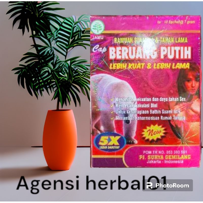 BERUANG PUTIH SERBUK