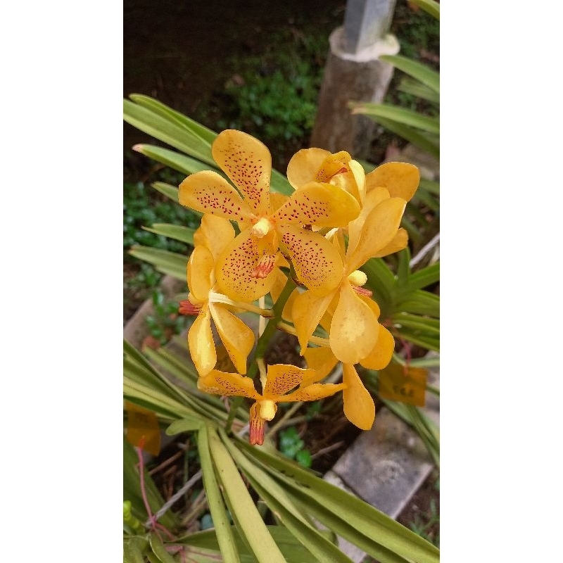 Vanda Mokara
