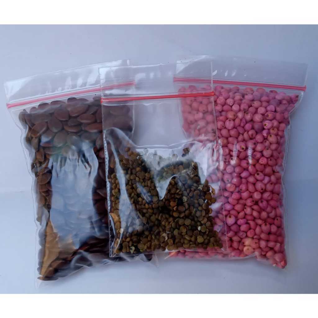 Benih Sorgum ,Benih Lamtoro, Benih Indigofera,hijauan pakan ternak sumber protein