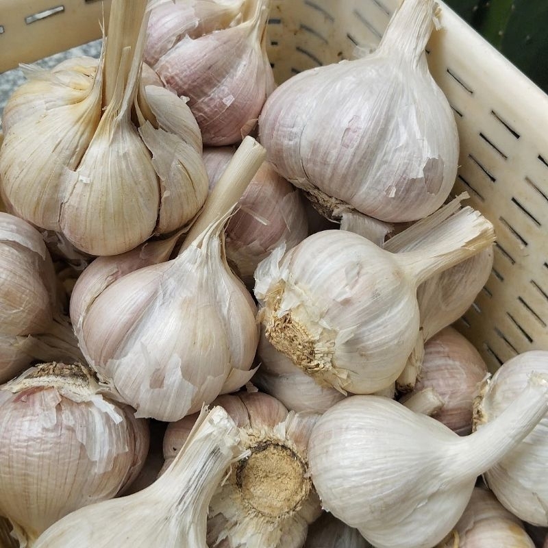 

bawang putih kating 1kg