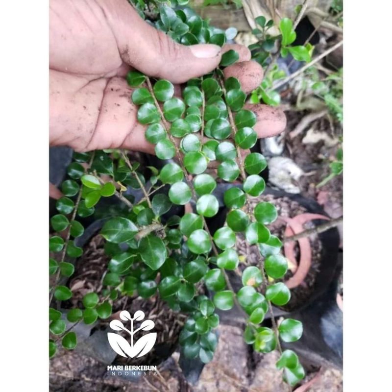 Bahan Bonsai Ohna Metalic Impor