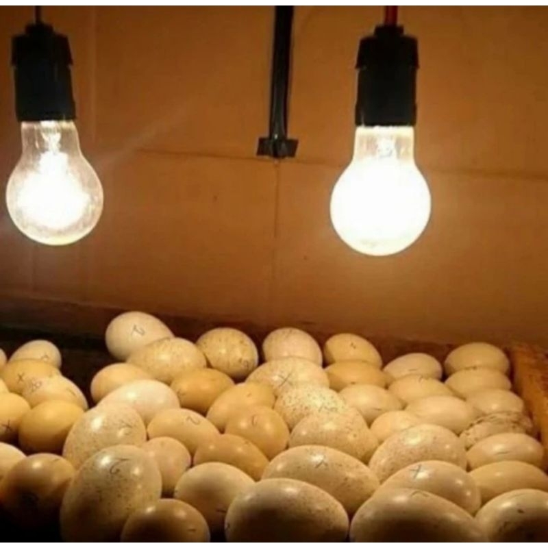 Lampu Dop Pijar Chiyoda 15 Watt 220V 15W Fitting E27 Kuning Clear Lampu Pemanas Ternak Lampu Ayam