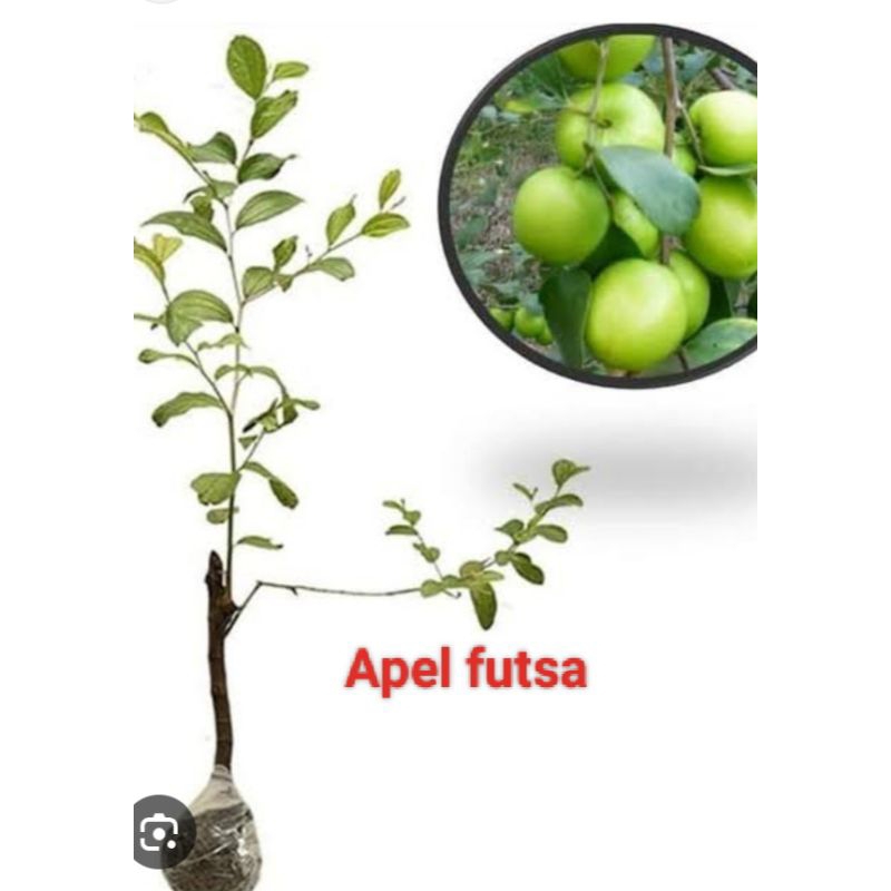 

Apel futsa india