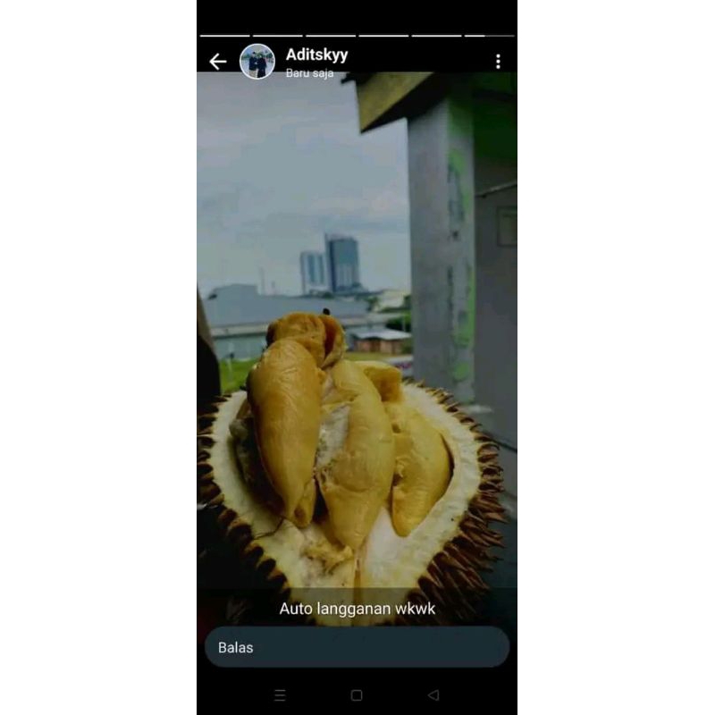 

Ready stok gan durian palembang cuma 50k aja yu diobral