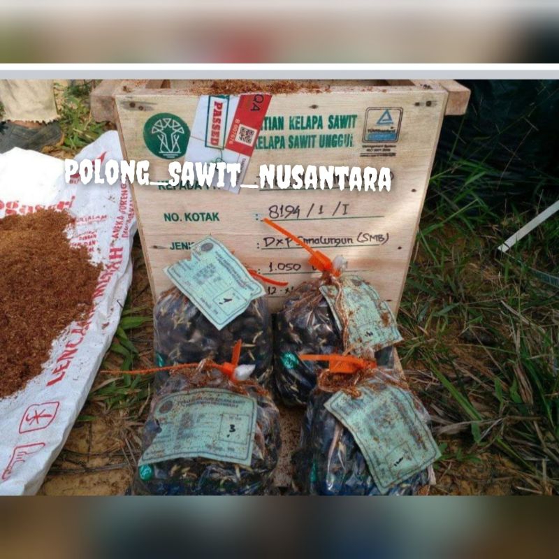 benih kelapa sawit unggul Dxp PKS SIMALUNGUN