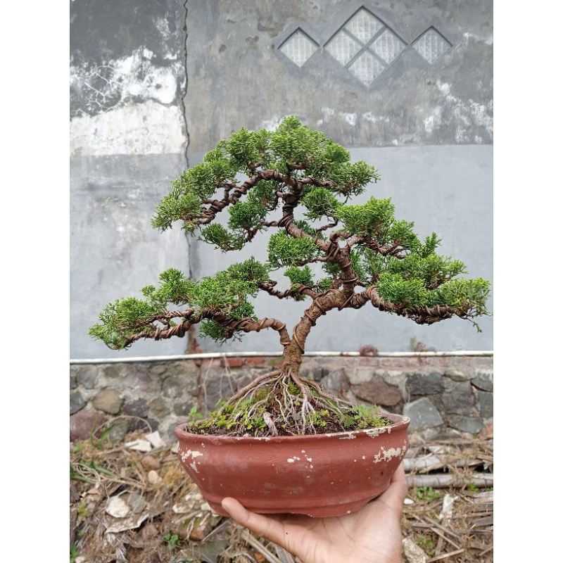 bonsai Cemara Juniperus sargenti siap pajang