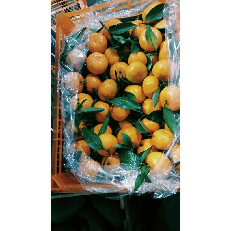 

jeruk santang michi (botak) 500 gram