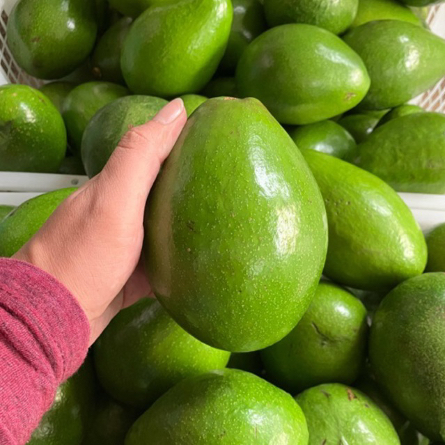 

Alpukat Mentega