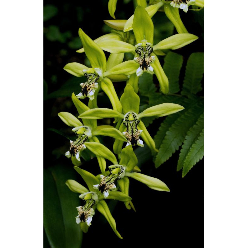 coelogyne pandurata / anggrek hitam