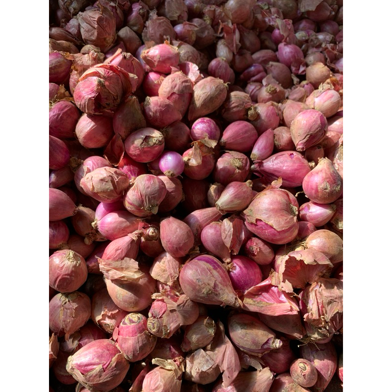 

LAGI PROMO, Bawang merah besar, bawang merah 1kg, bawang merah brebes, bawang merah probolinggo