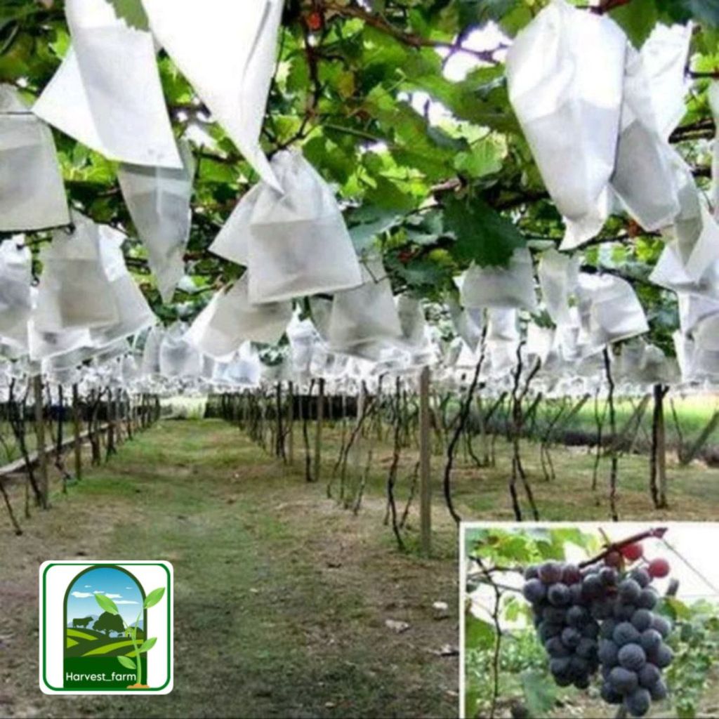 Brongsong Buah / Fruit Cover / Pembungkus Buah / Easy Grow Fruit - Pack
