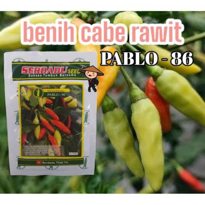 100 Biji Cabe Pablo 86 | Benih Cabai Rawit Pablo 86 | Benih Cabai Rawit