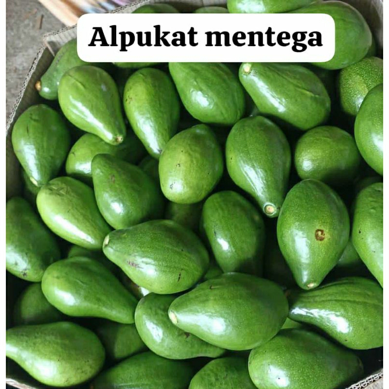 

Alpukat mentega 1kg