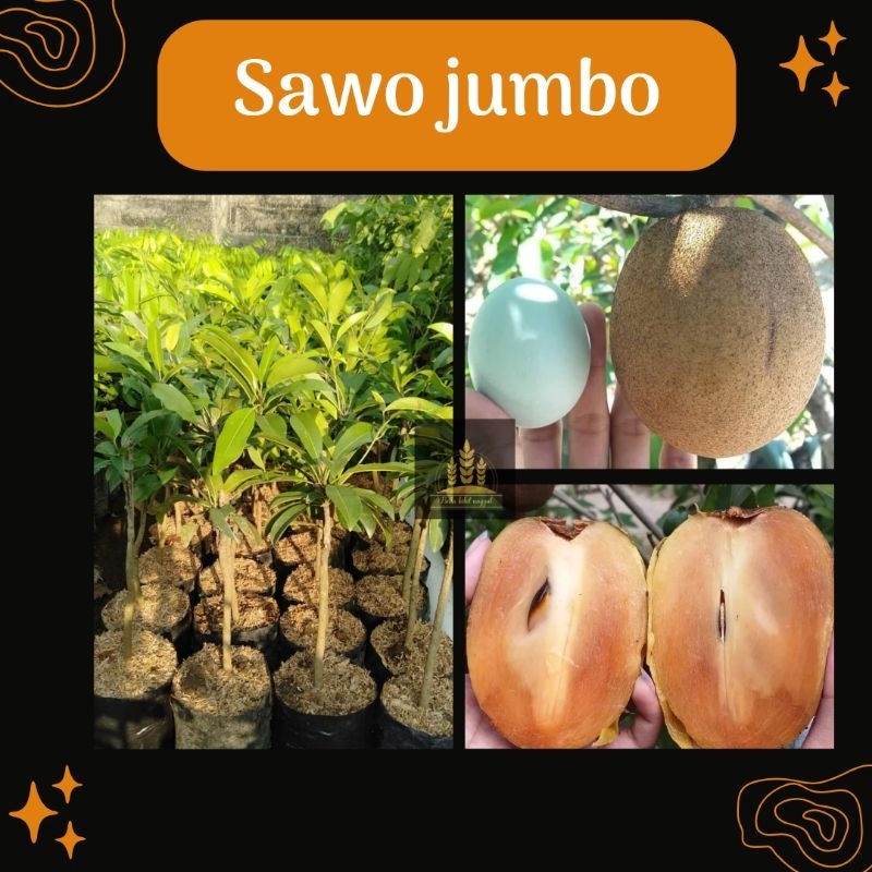 Bibit sawo jumbo Vietnam • Bibit sawo jumbo • Bibit sawo Bella bibit