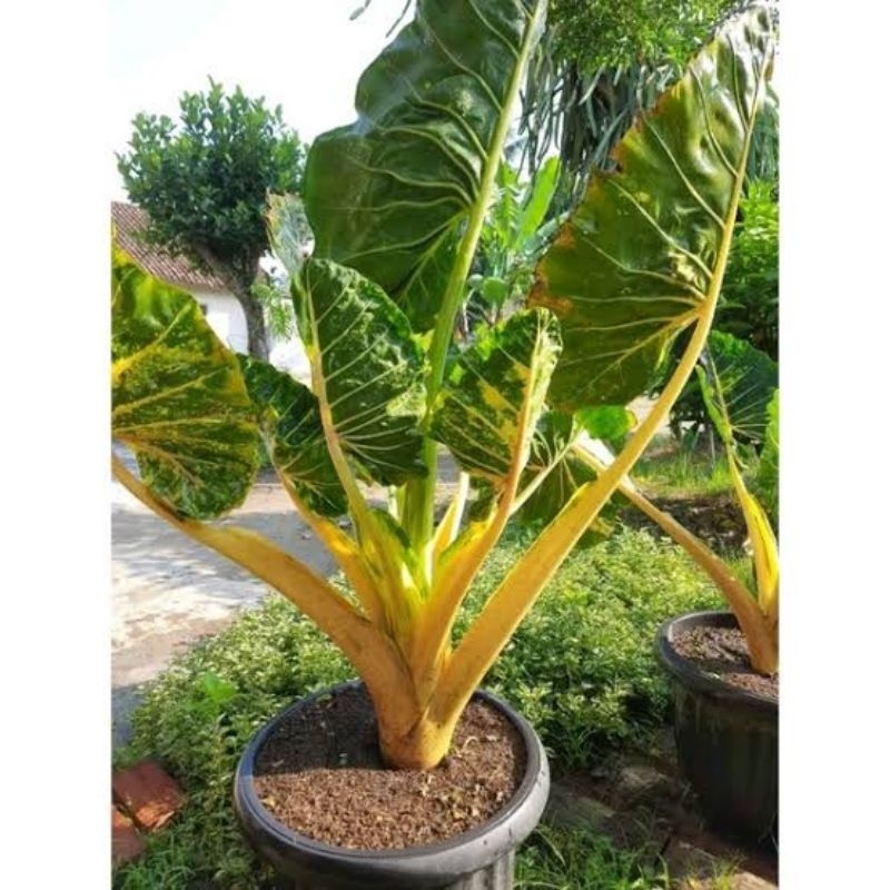 alocasia sente golden / sente golden varigata