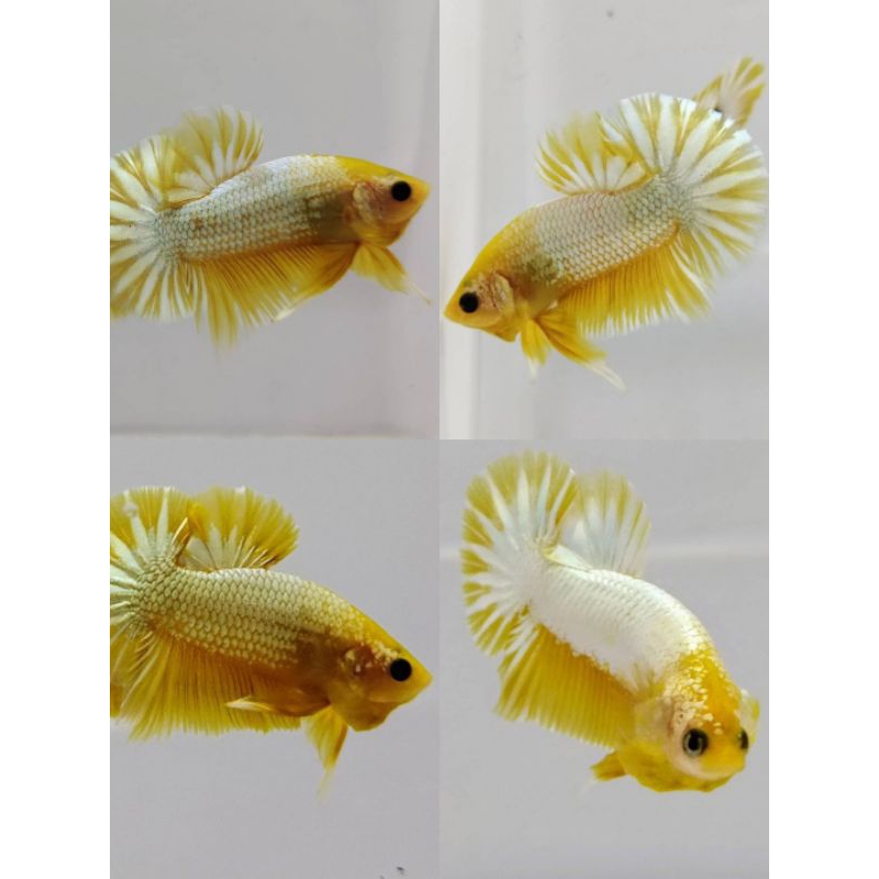 ikan cupang yellow fccp