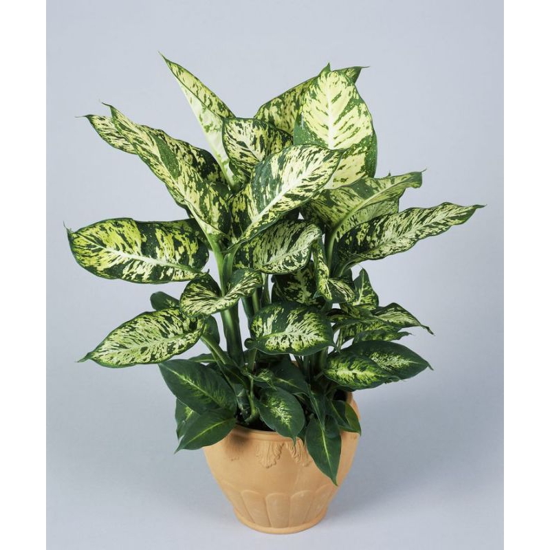 promo Aglonema diven tisu brazil/aglaonema sparkel blanceng (tanaman hidup-bunga aglonema hidup Besa