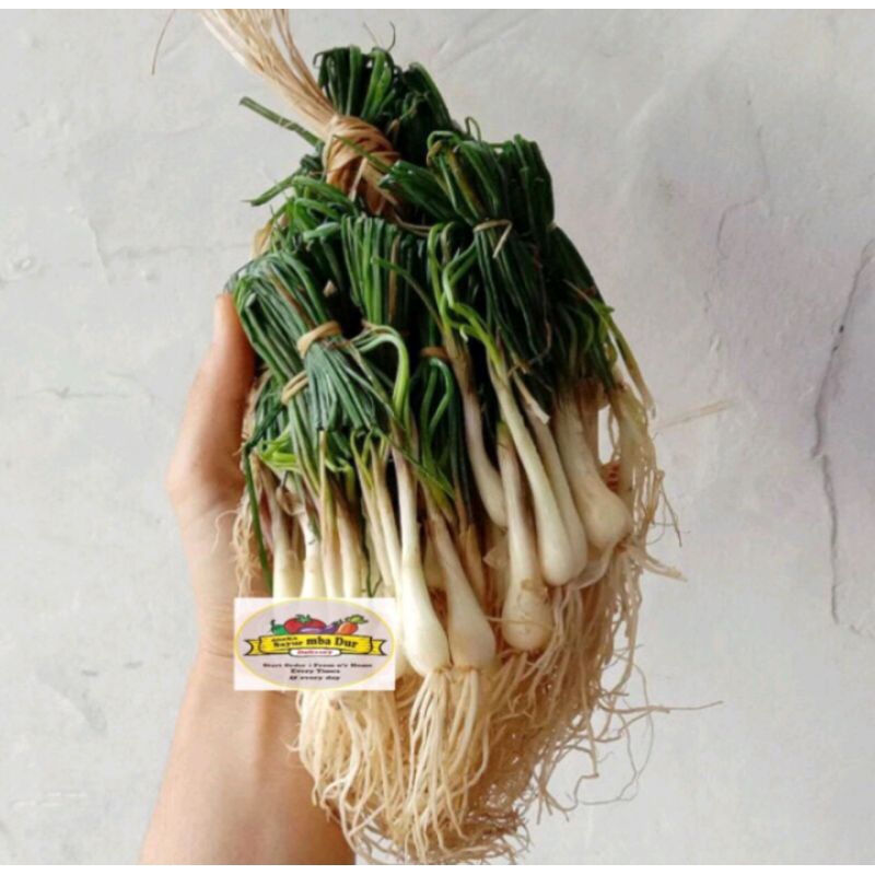 

Bawang Batak / Lokio