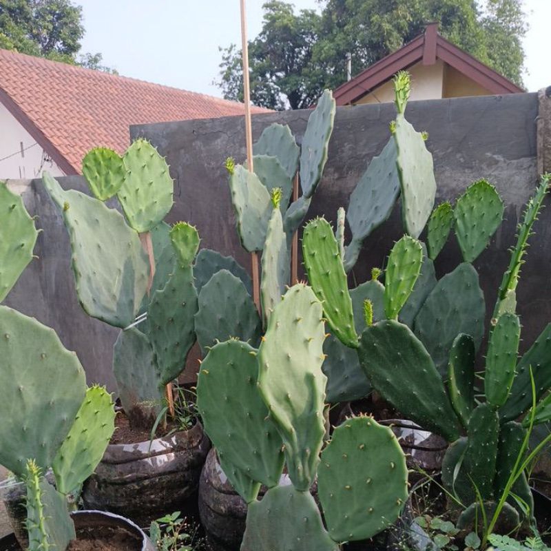 Kaktus Opuntia Gomei
