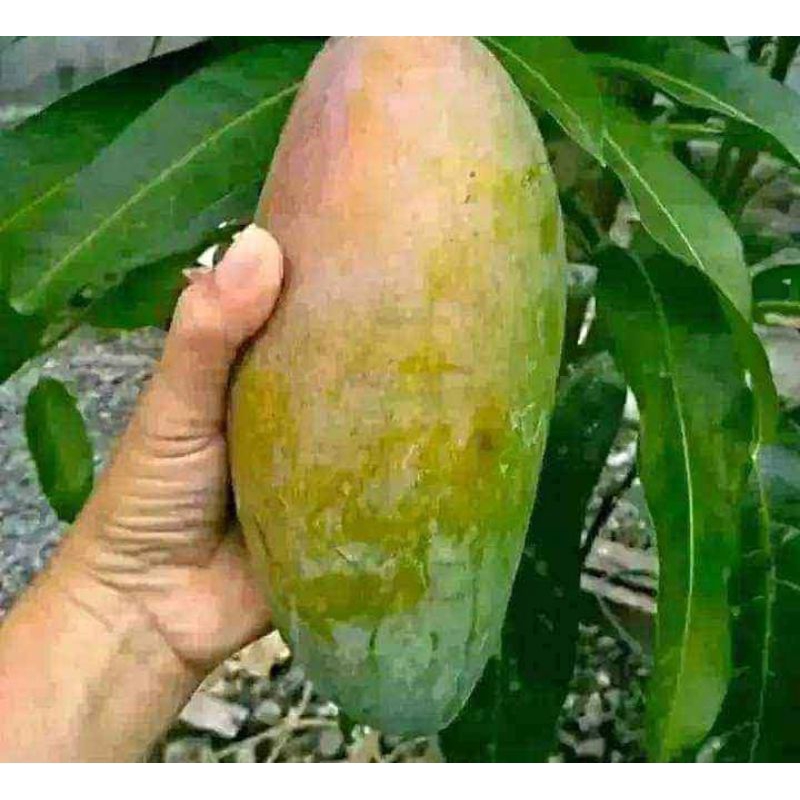 BIBIT MANGGA KIOJAY (ukuran 1meter)