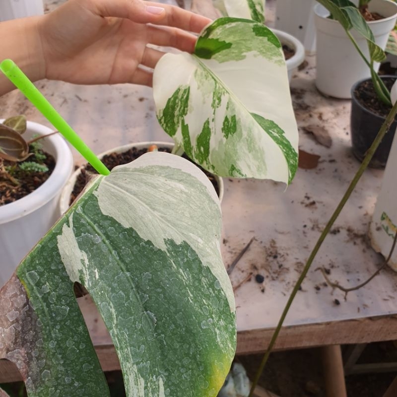 Anakan Monstera Variegata Putih Marbled White Tiger