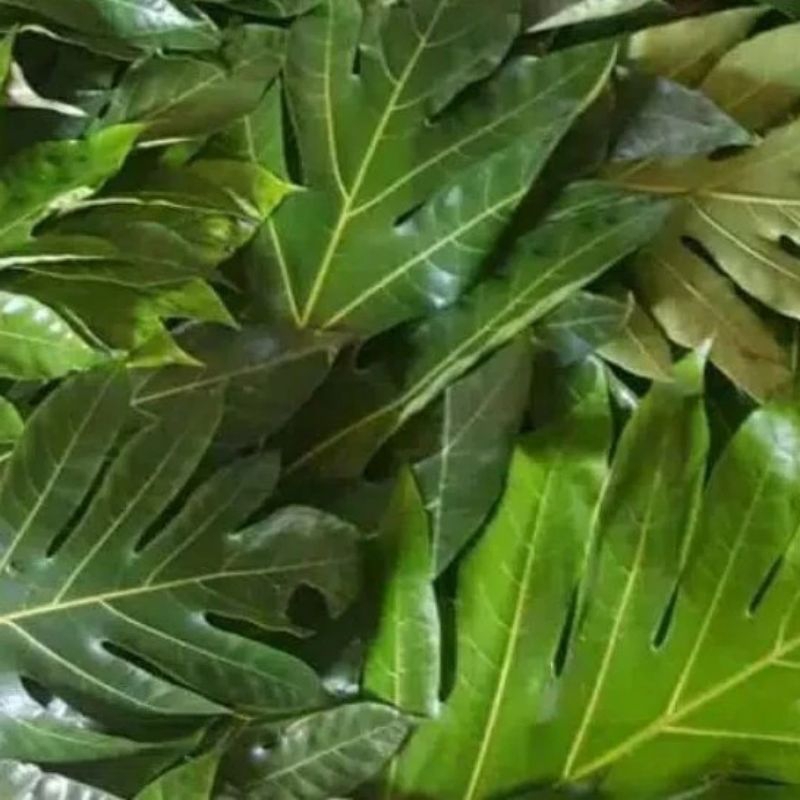 

daun Sukun fress 500gram promo