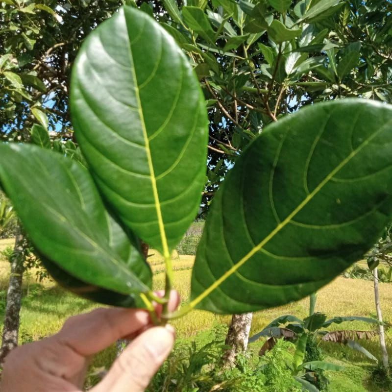 

daun nangka