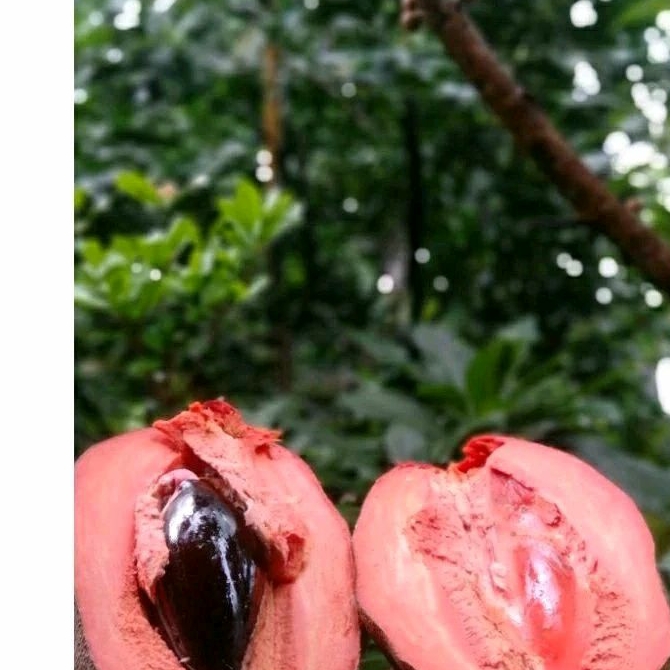

Buah Sapote Magana (Buah Fress)