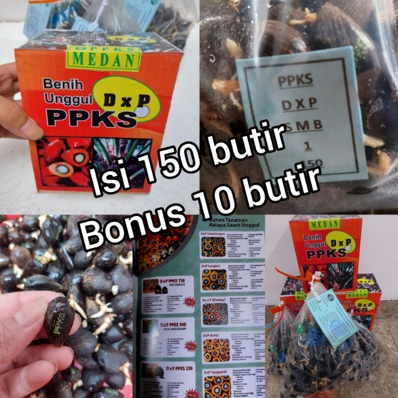 bibit kecambah sawit dxp ppks medan isi 150 butir