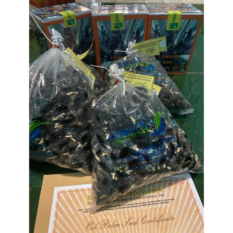 BIBIT SAWIT LONSUM 250 BUTIR KUALITAS UNGGUL