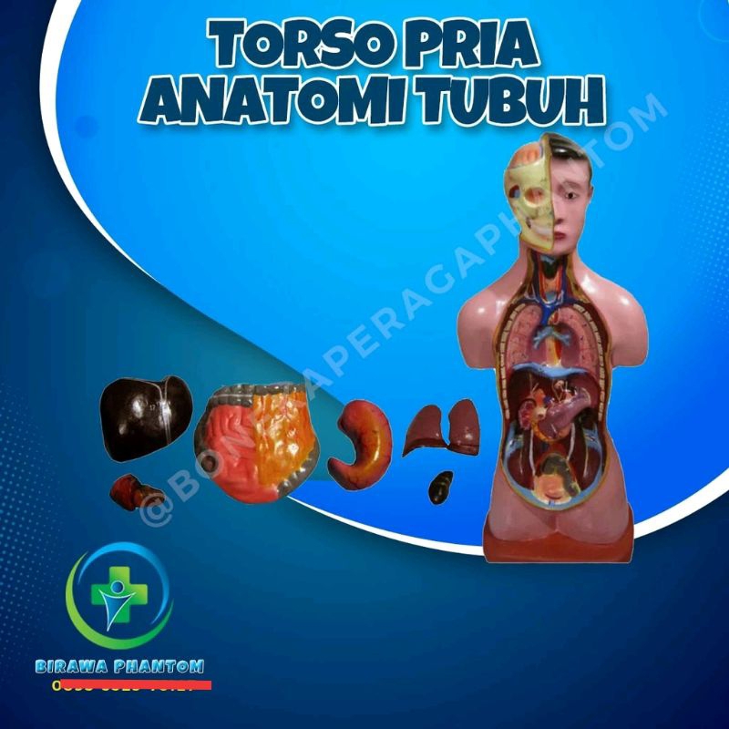 ⭐⭐⭐⭐⭐ BONEKA MANEKIN PHANTOM ALAT PERAGA TORSO PRIA , ANATOMI TUBUH PT-046-PR