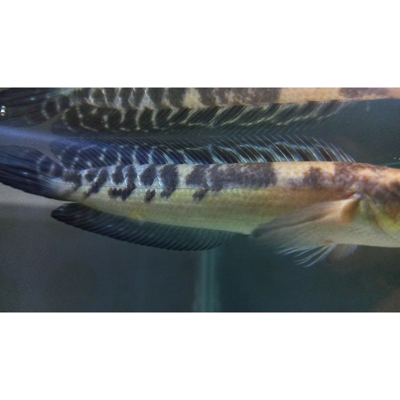 baby yellow sentarum