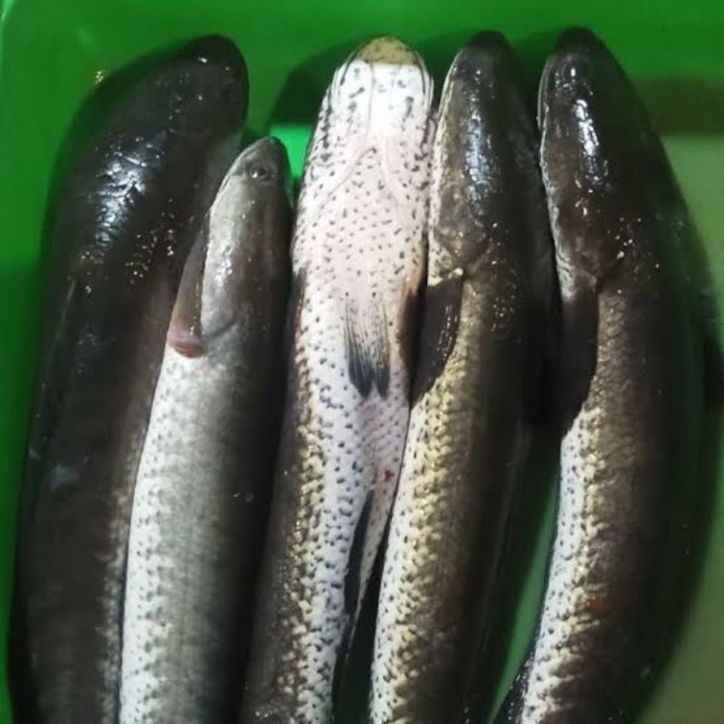 

IKAN GABUS MATI SEGAR /1 KG