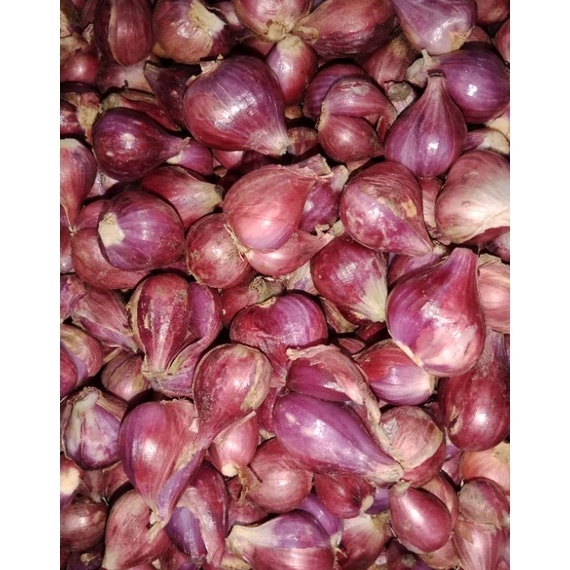 

ABS491 Terbaruday BAWANG MERAH BREBES ASLI SUPER 1kg