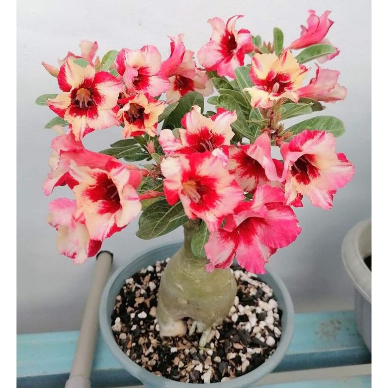 Bibit Kamboja Adenium Bunga Tumpuk dari Biji