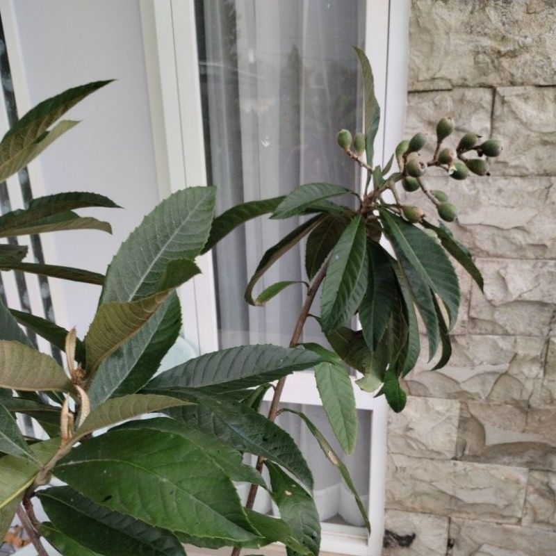 Bibit Leci KUNING Berbuah